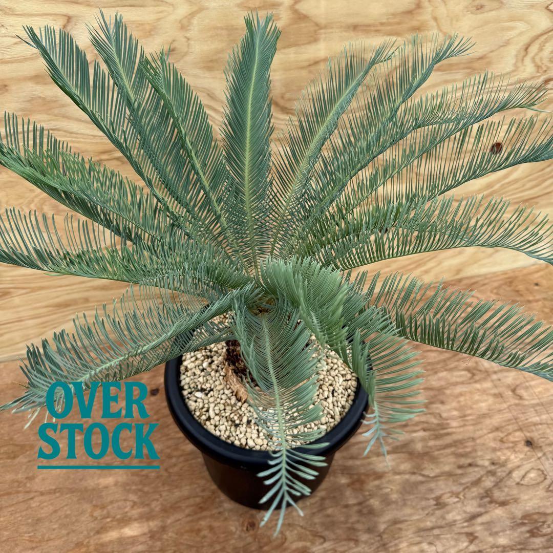 arichan50さん　専用