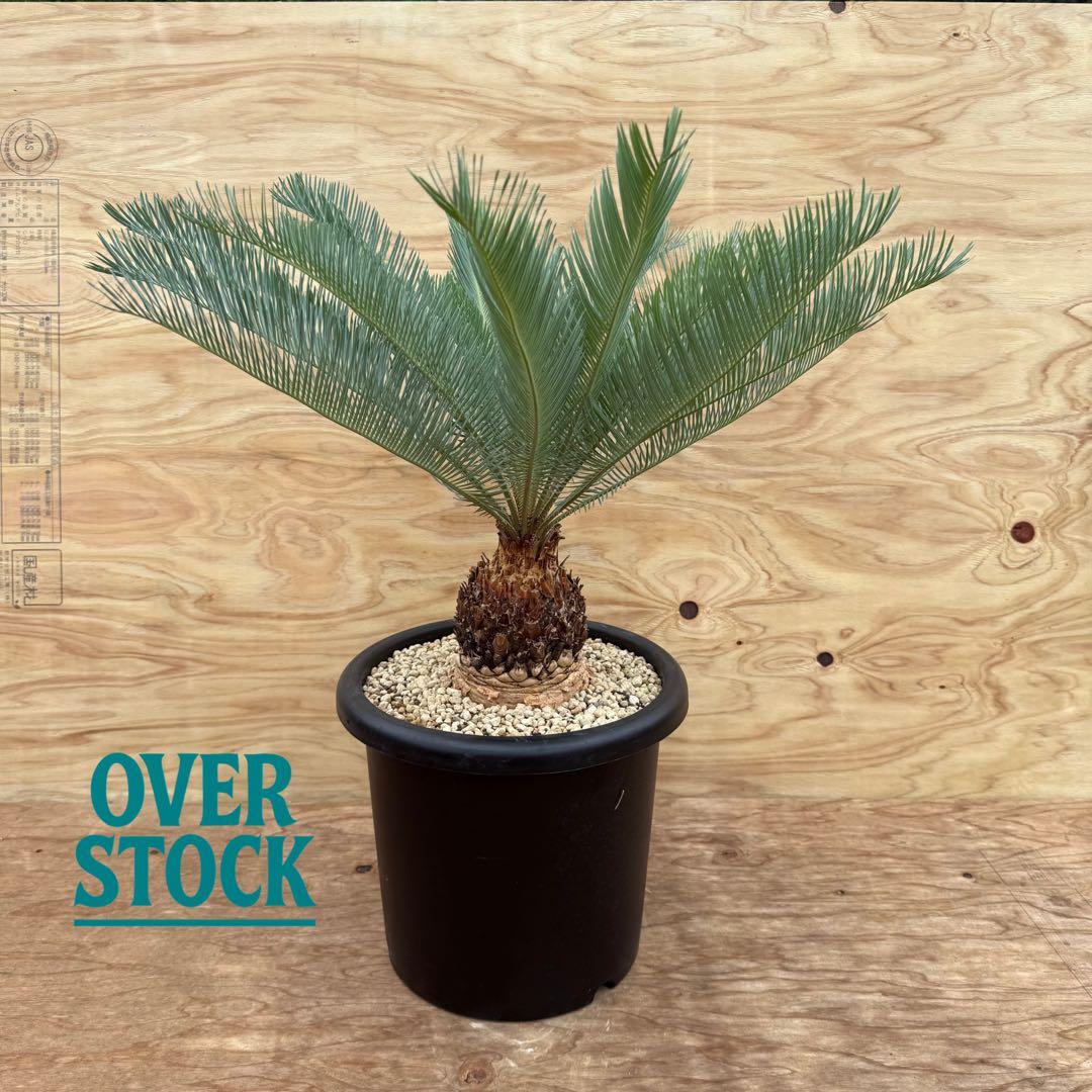 arichan50さん　専用