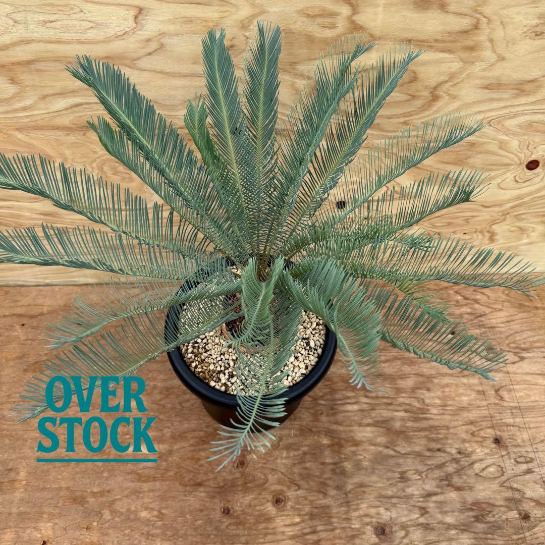 arichan50さん　専用