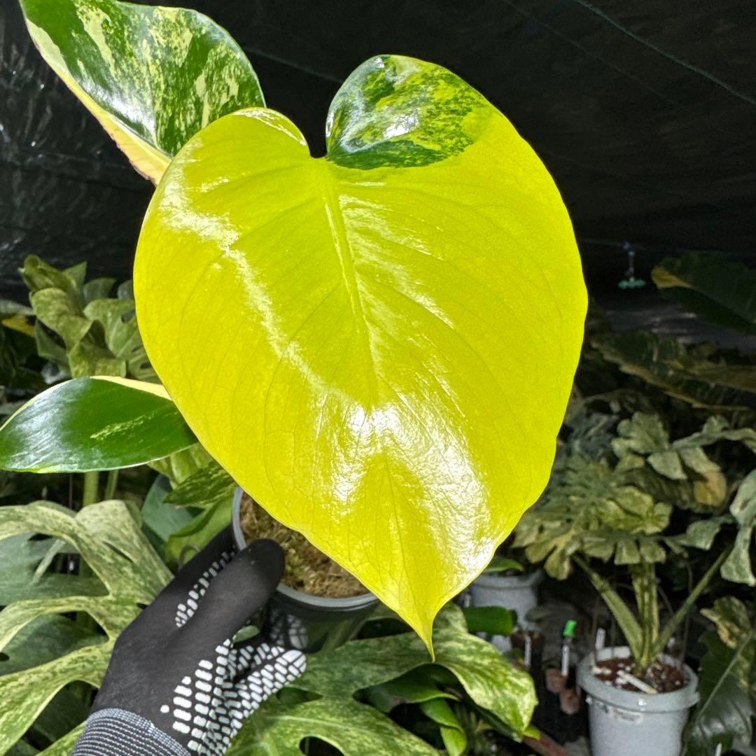 2モンステラ デリシオーサ イエローマリリン 黄斑入り - メルカリ