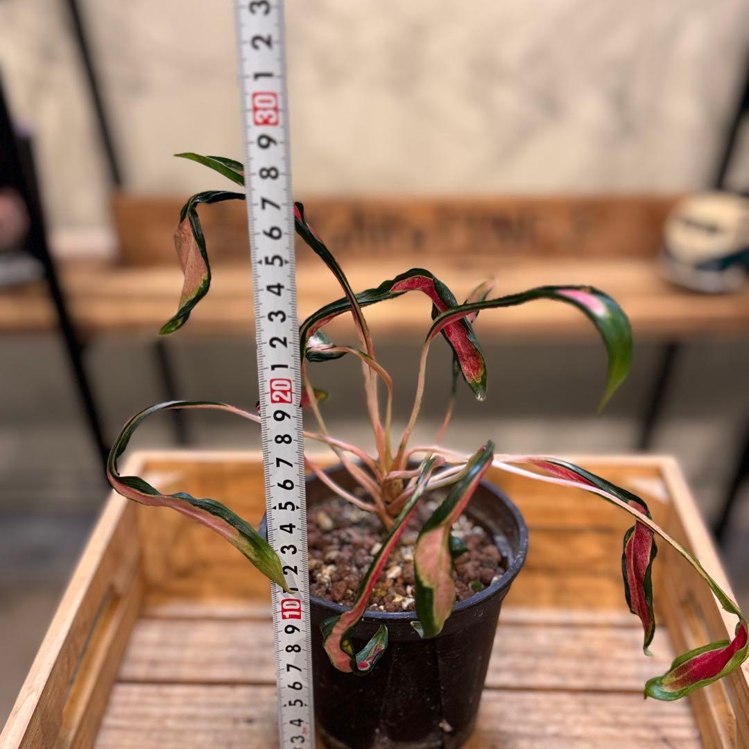 ほ*し様 8 アグラオネマ　ニューハイブリッド　‘メデューサ’ 激レア　希少