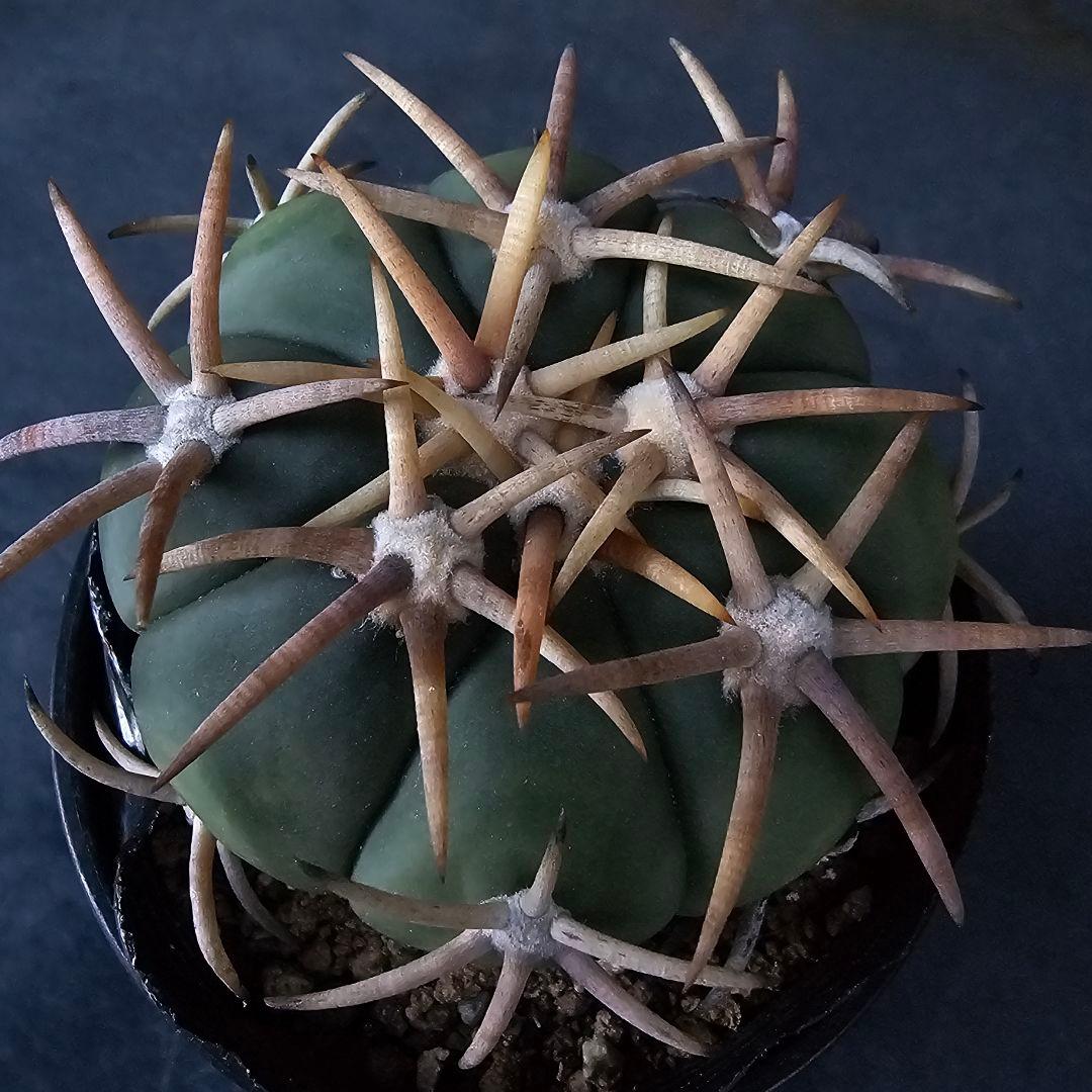 メルカリ便発送☆サボテン エキノカクタス 翠平丸×雷帝(実生苗です)