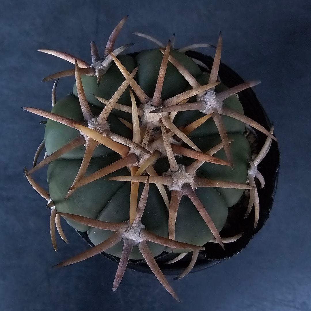 メルカリ便発送☆サボテン エキノカクタス 翠平丸×雷帝(実生苗です)