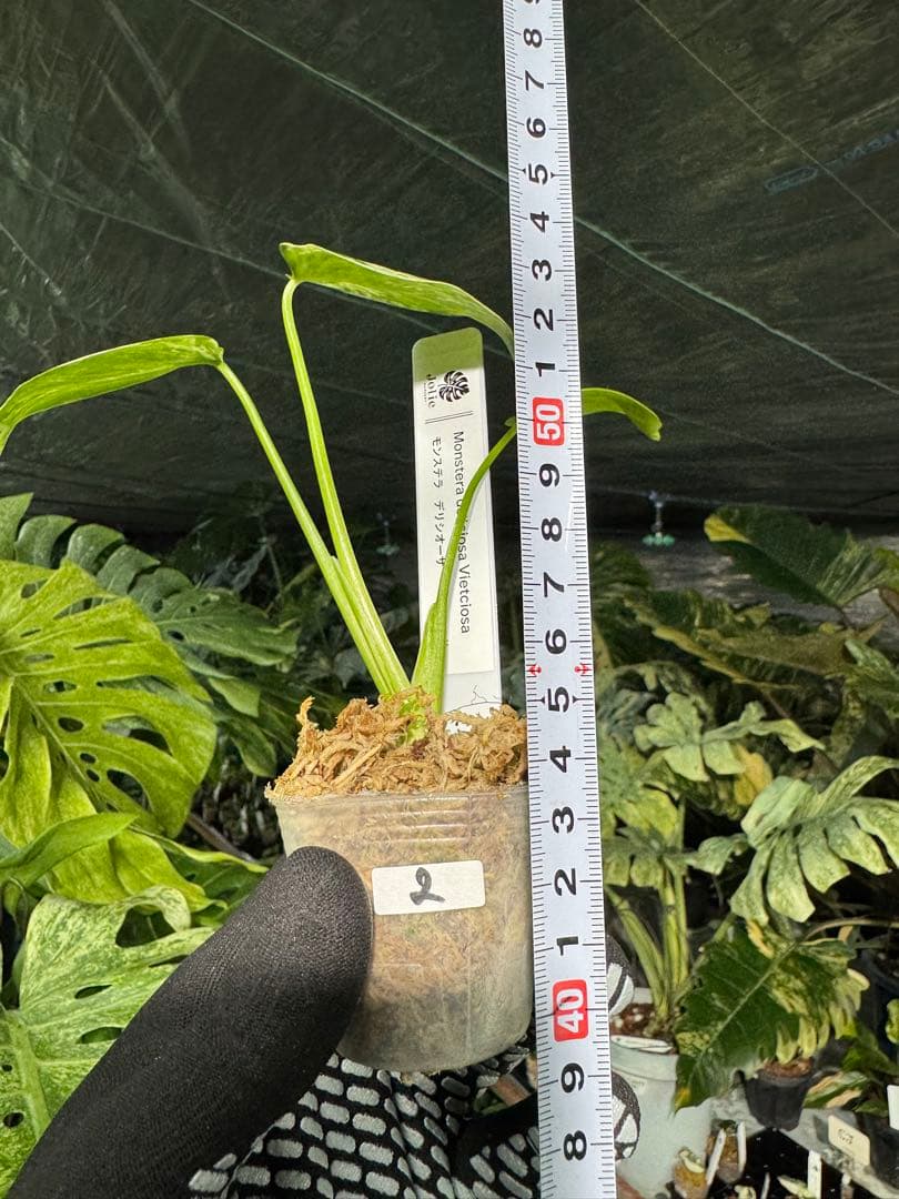 2モンステラ　デリシオーサ　ベトシオーサ　2寸ポリポット　ネコポス発送