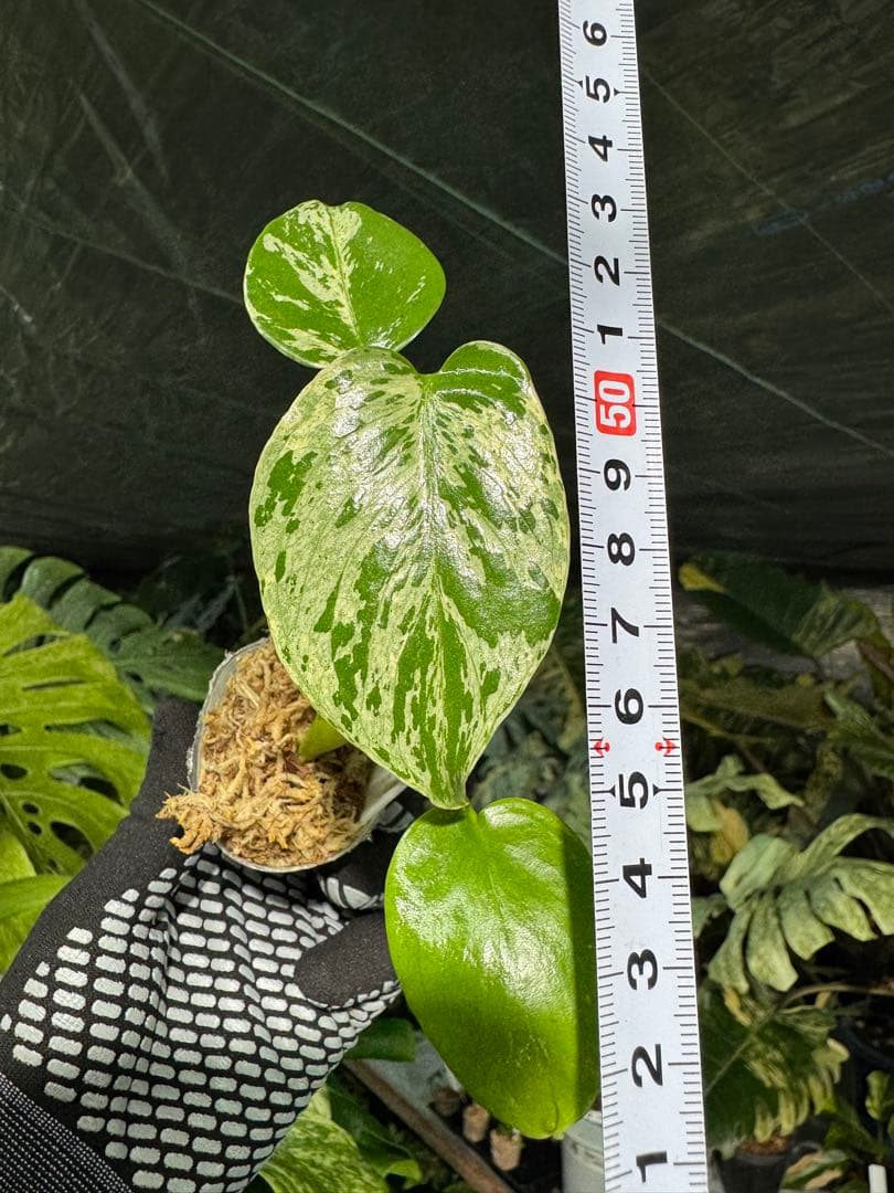 2モンステラ　デリシオーサ　ベトシオーサ　2寸ポリポット　ネコポス発送