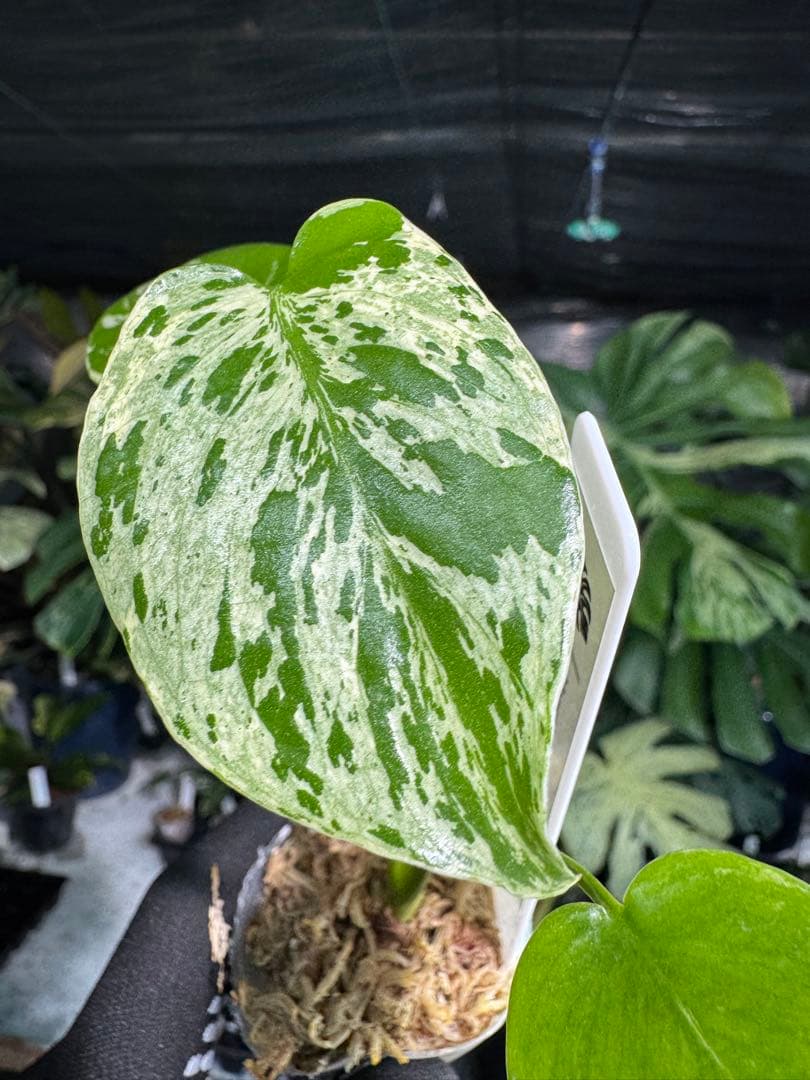 2モンステラ　デリシオーサ　ベトシオーサ　2寸ポリポット　ネコポス発送