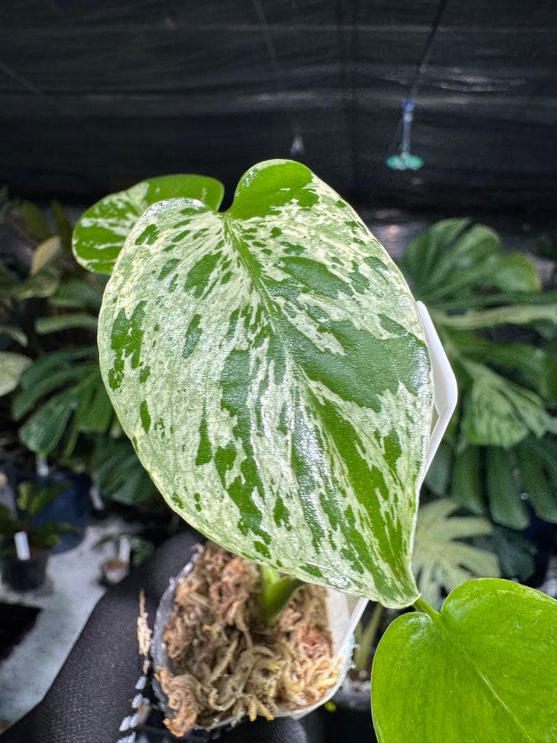 2モンステラ　デリシオーサ　ベトシオーサ　2寸ポリポット　ネコポス発送