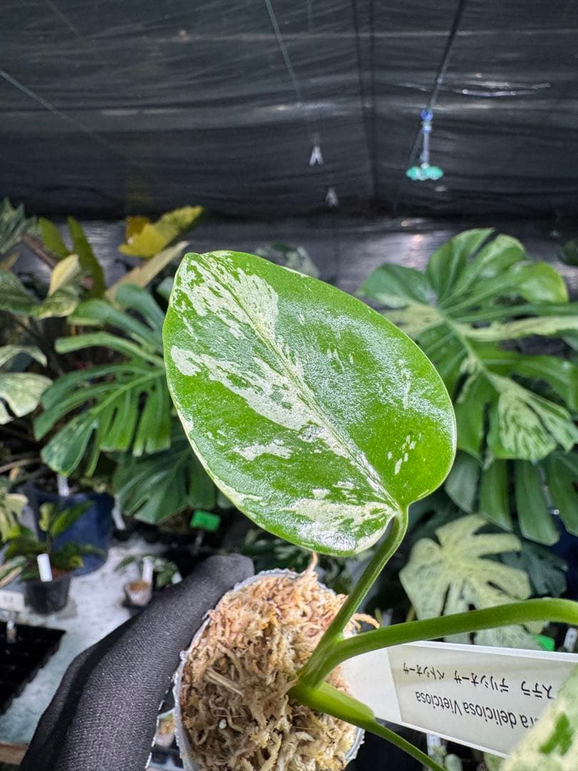 2モンステラ　デリシオーサ　ベトシオーサ　2寸ポリポット　ネコポス発送