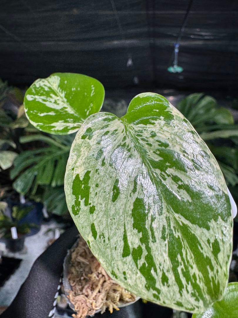 2モンステラ　デリシオーサ　ベトシオーサ　2寸ポリポット　ネコポス発送