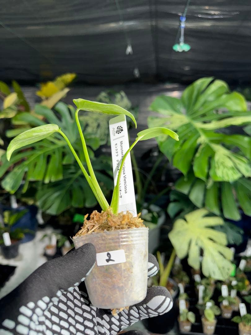 2モンステラ　デリシオーサ　ベトシオーサ　2寸ポリポット　ネコポス発送