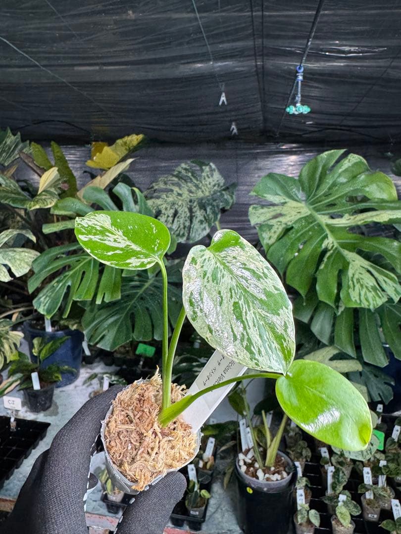 2モンステラ　デリシオーサ　ベトシオーサ　2寸ポリポット　ネコポス発送