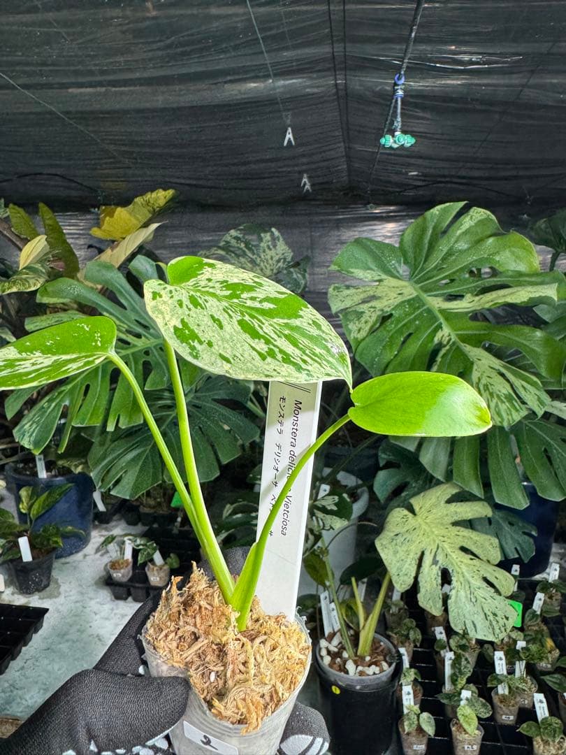 2モンステラ　デリシオーサ　ベトシオーサ　2寸ポリポット　ネコポス発送