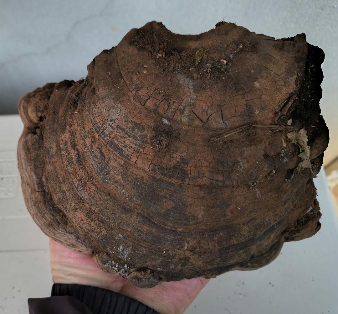 さるのこしかけ（梅寄生） 3個　厄除け　縁起もの