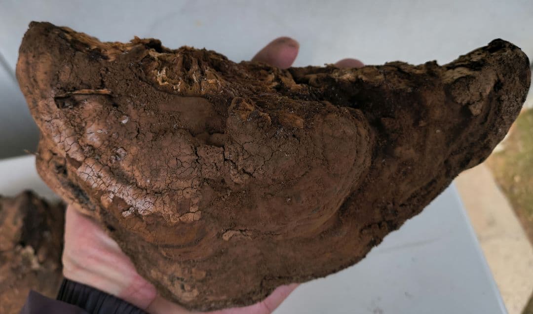 さるのこしかけ（梅寄生） 3個　厄除け　縁起もの