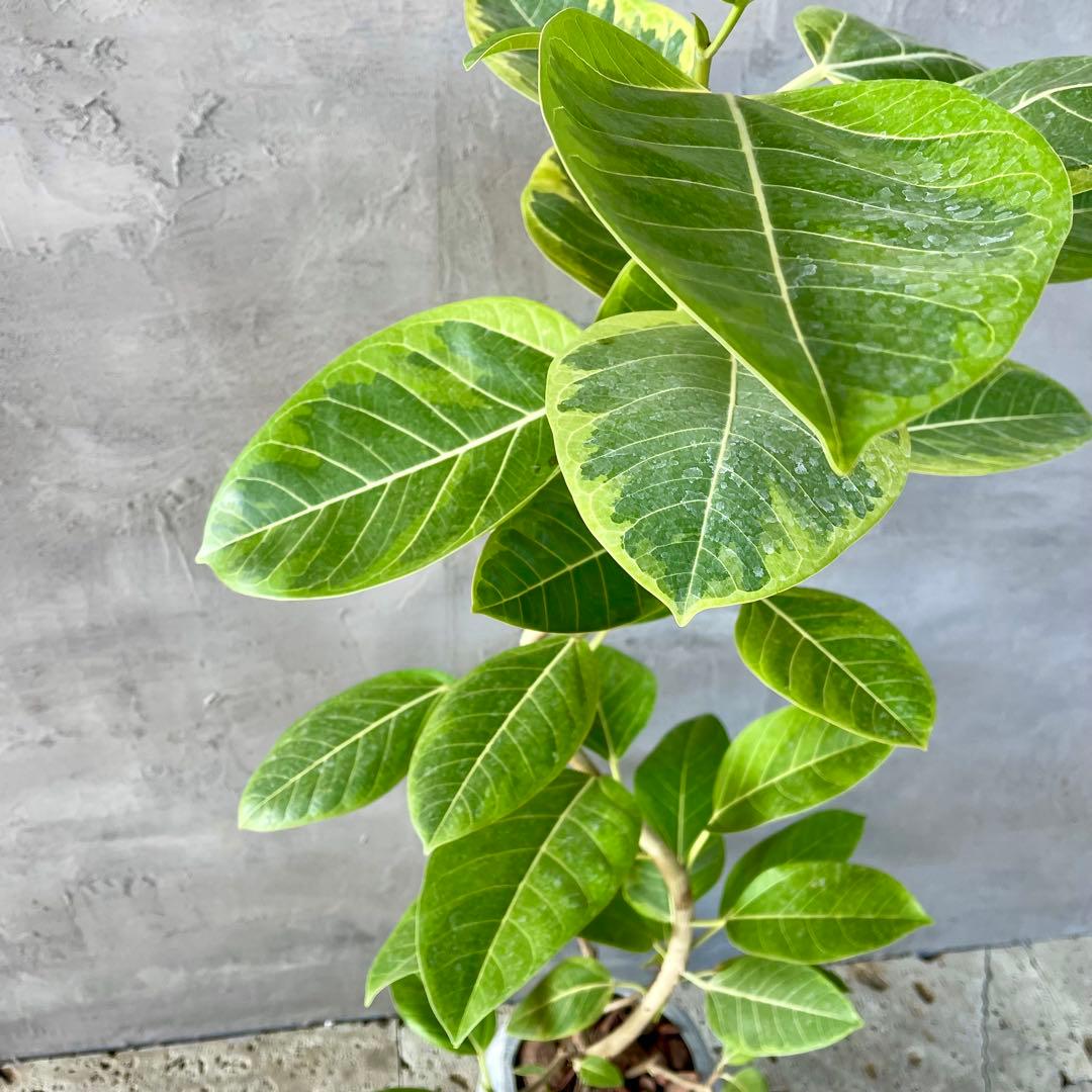 特大 フィカス アルテシマ 曲がり仕立て 9号 陶器鉢 植え込み発送