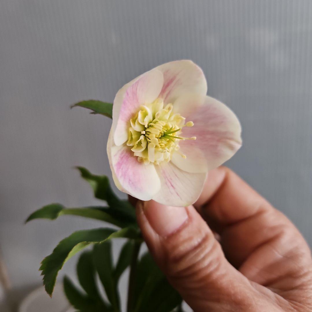 Orange様お取り置き苗㉖-432クリスマスローズ