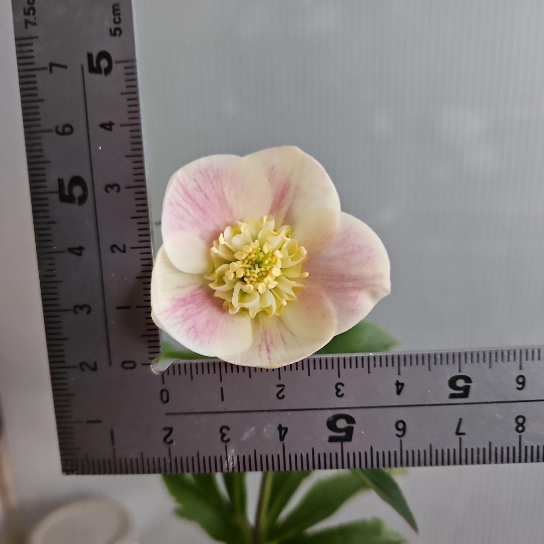 Orange様お取り置き苗㉖-432クリスマスローズ