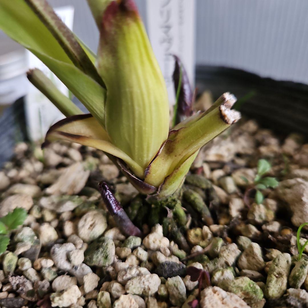 Orange様お取り置き苗㉖-432クリスマスローズ