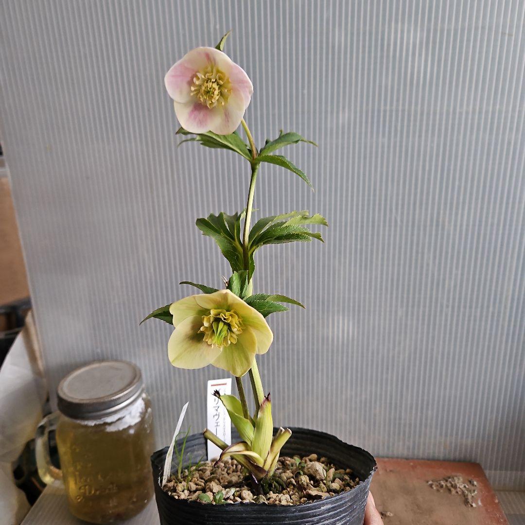 Orange様お取り置き苗㉖-432クリスマスローズ