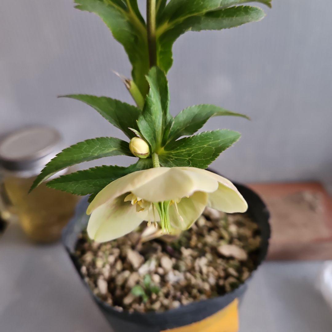 Orange様お取り置き苗㉖-432クリスマスローズ