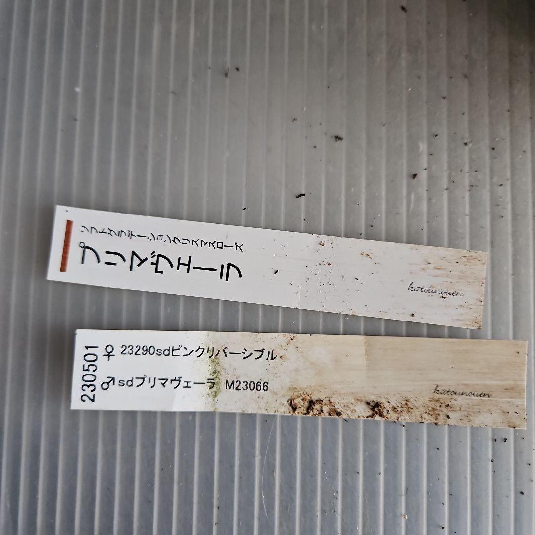 Orange様お取り置き苗㉖-432クリスマスローズ