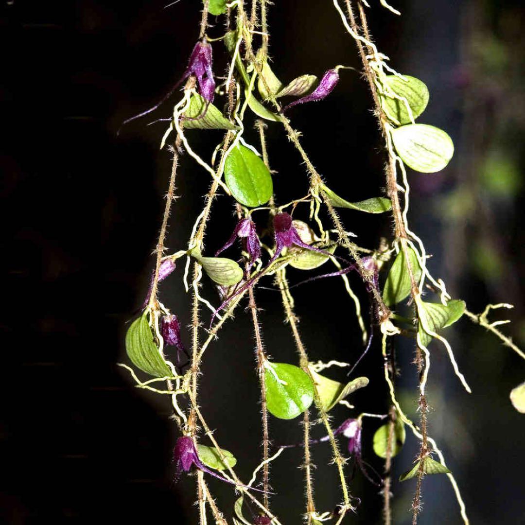 trichosalpinx chamaelepanthes 着生ラン垂れ下がり系 - メルカリ