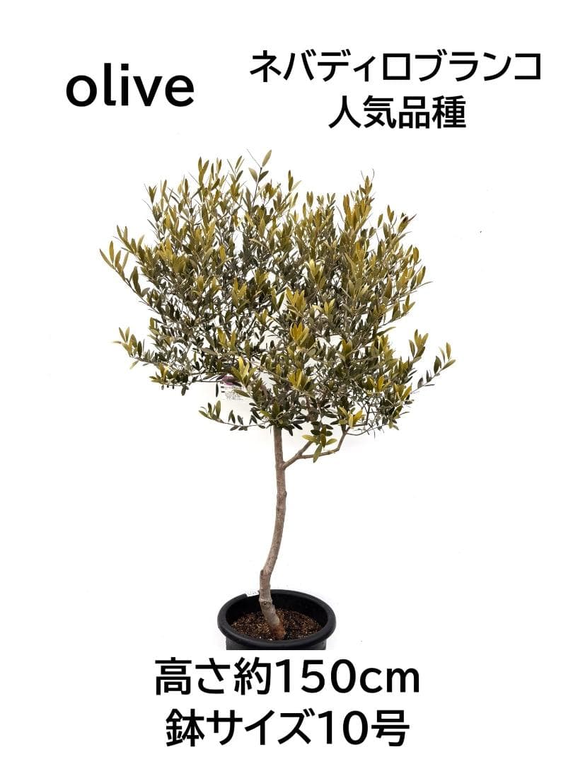 オリーブの木 ネバディロブランコ 10号 約150cm K-359 人気 現品