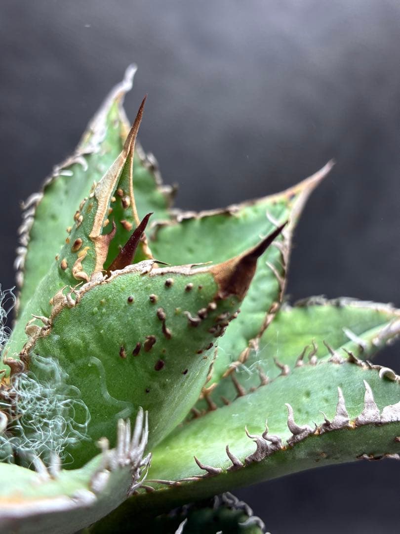 アガベ チタノタ 特選 「金蟾王」極上背棘 スーパーブツブツ質感 特選