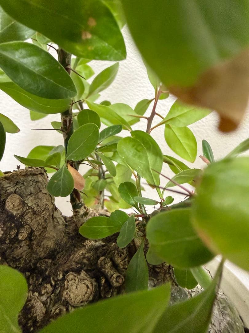 フォークイエリア　ファシクラータ　扁平