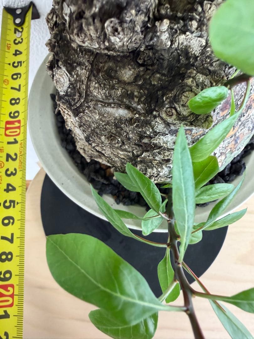 フォークイエリア　ファシクラータ　扁平