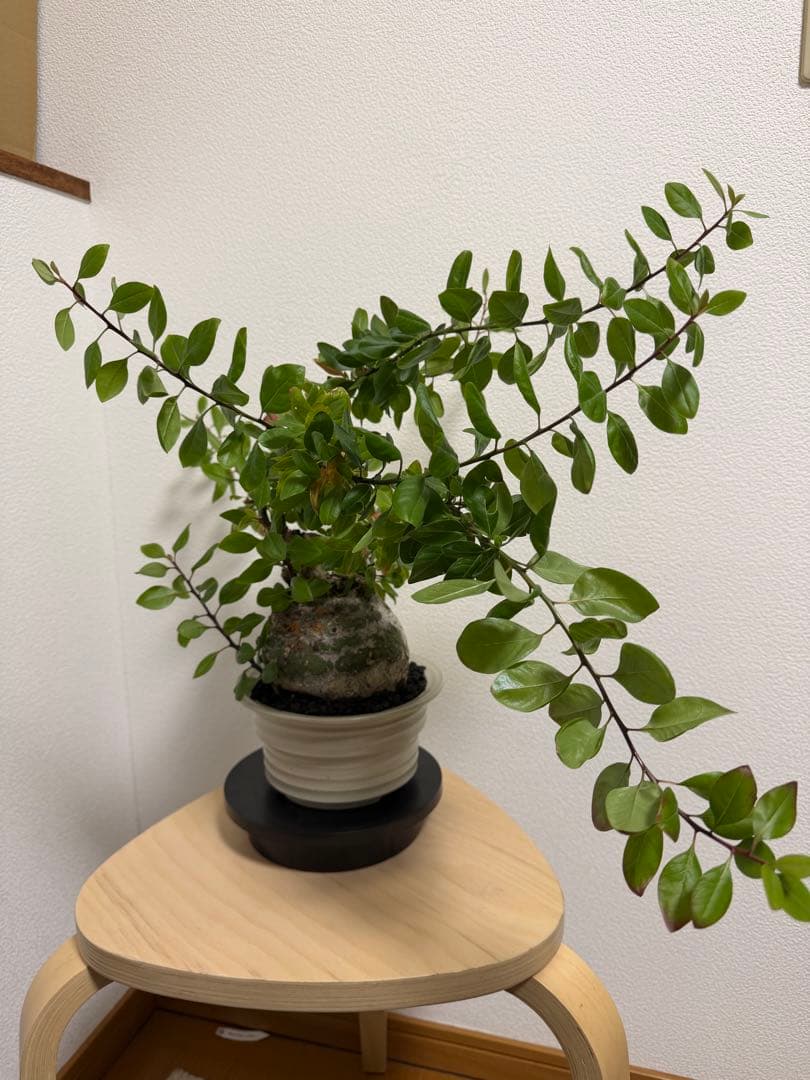 フォークイエリア　ファシクラータ　扁平