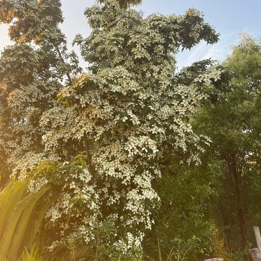 常緑ヤマボウシ 月光 株立