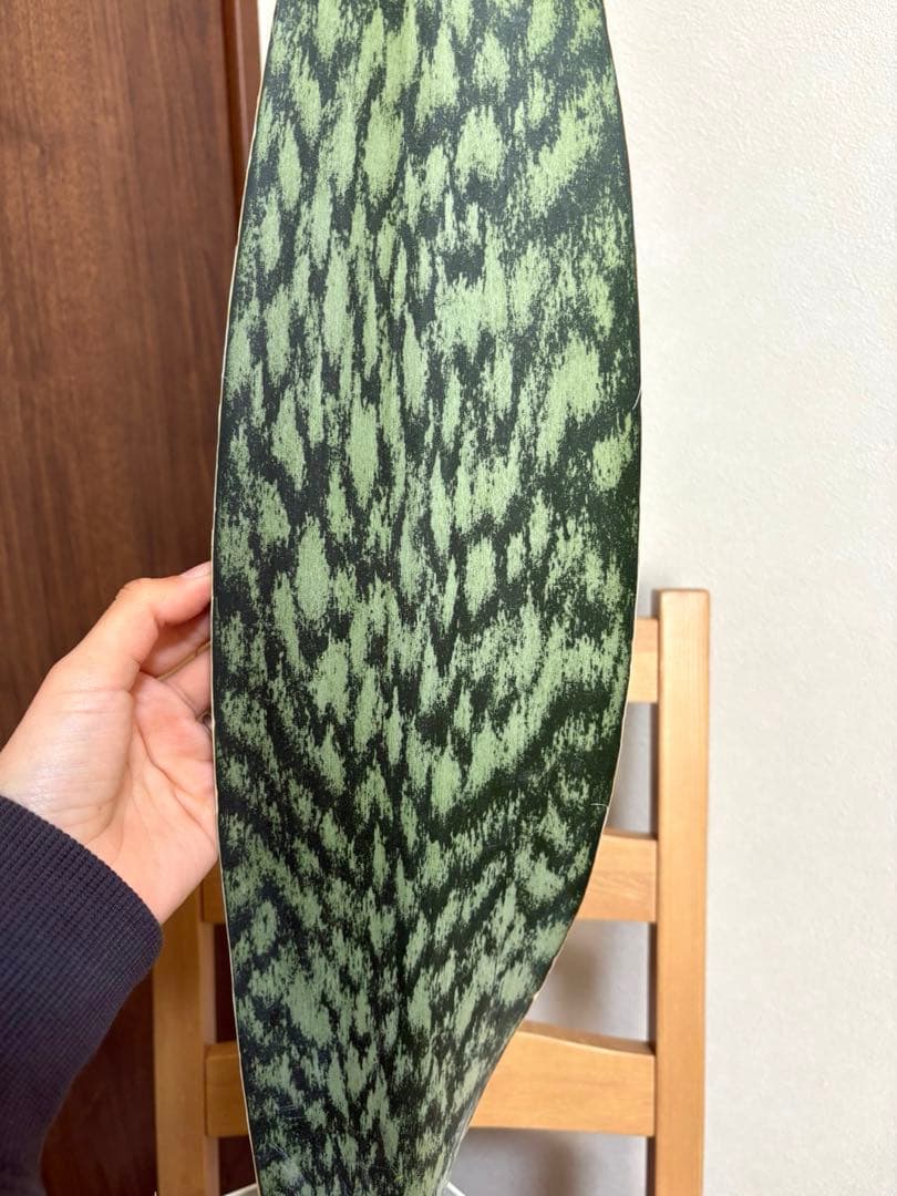 K*a様 サンスベリア　オブリティアナ　6号