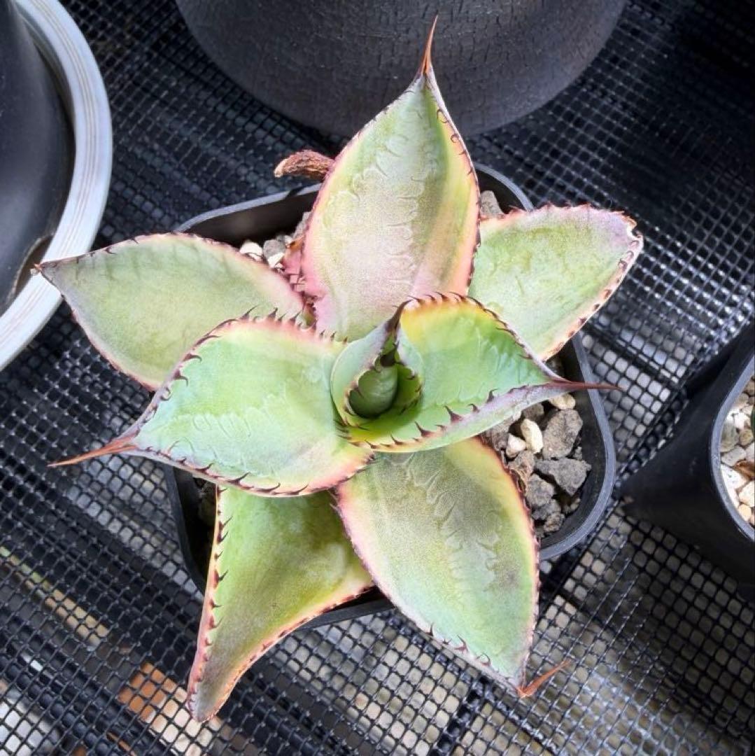 アガベ ハイブリッドボビコルヌータ × ピグマエア 'Illusion' 斑入り