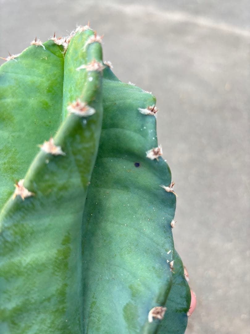 多肉植物 セレウス レパンドゥス ペルー リンゴ サボテン （カキコ)