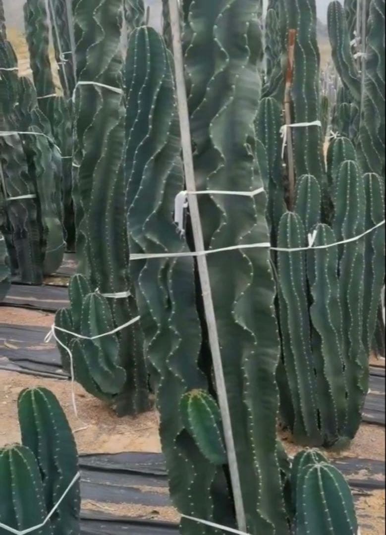 多肉植物 セレウス レパンドゥス ペルー リンゴ サボテン （カキコ)