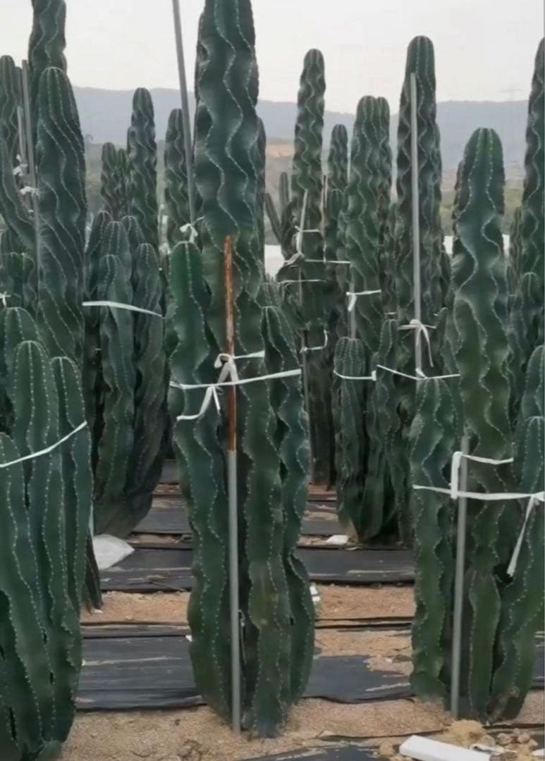 多肉植物 セレウス レパンドゥス ペルー リンゴ サボテン （カキコ)