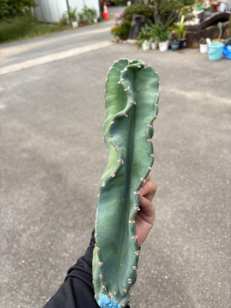 多肉植物 セレウス レパンドゥス ペルー リンゴ サボテン （カキコ)