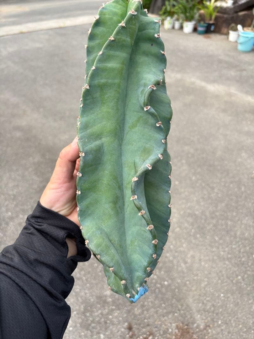 多肉植物 セレウス レパンドゥス ペルー リンゴ サボテン （カキコ)