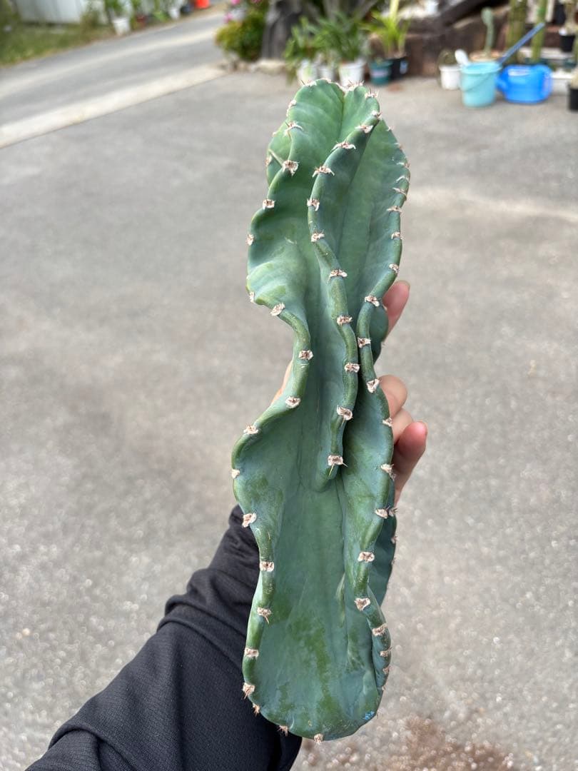 多肉植物 セレウス レパンドゥス ペルー リンゴ サボテン （カキコ)