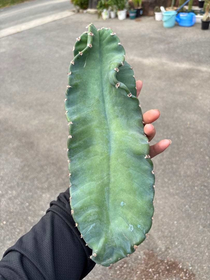 多肉植物 セレウス レパンドゥス ペルー リンゴ サボテン （カキコ)