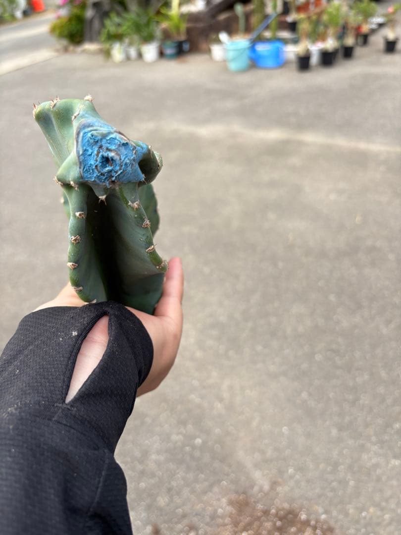 多肉植物 セレウス レパンドゥス ペルー リンゴ サボテン （カキコ)