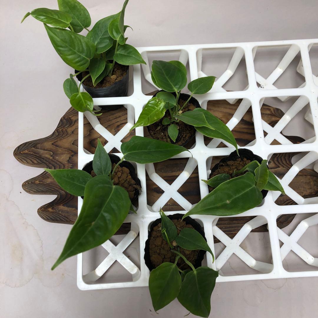 MS20 5株セット アンスリウム・ワロクアナム - メルカリ