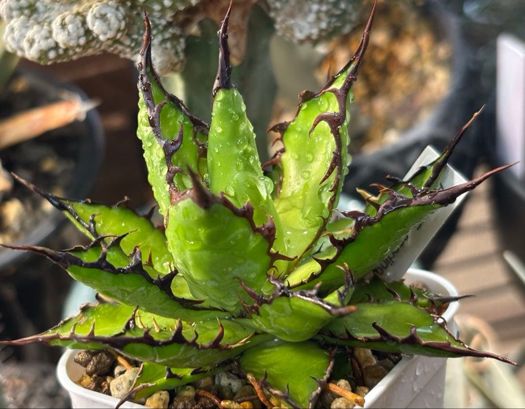 実生 強棘ホリダ 検索)オアハカ オテロイ チタノタ アガベ fo-076