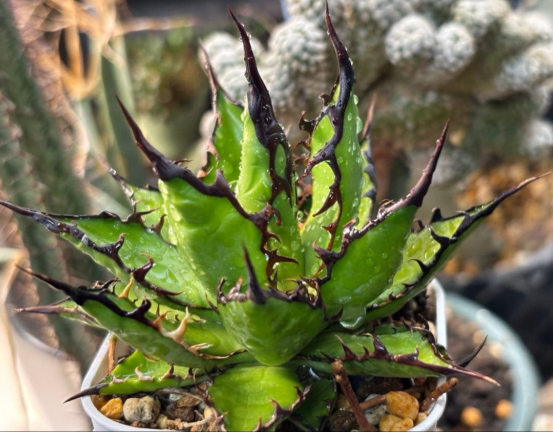 実生 強棘ホリダ 検索)オアハカ オテロイ チタノタ アガベ fo-076