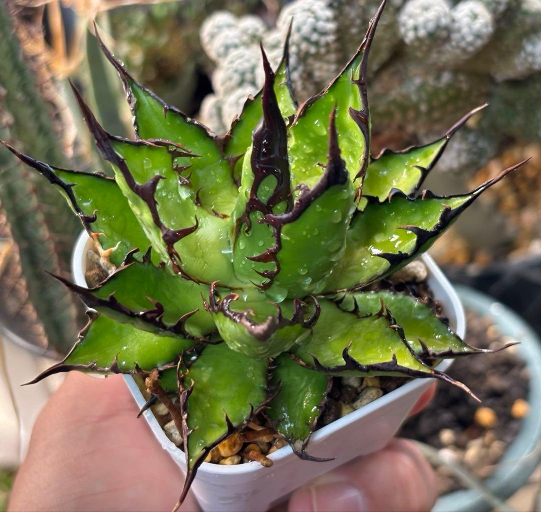 実生 強棘ホリダ 検索)オアハカ オテロイ チタノタ アガベ fo-076