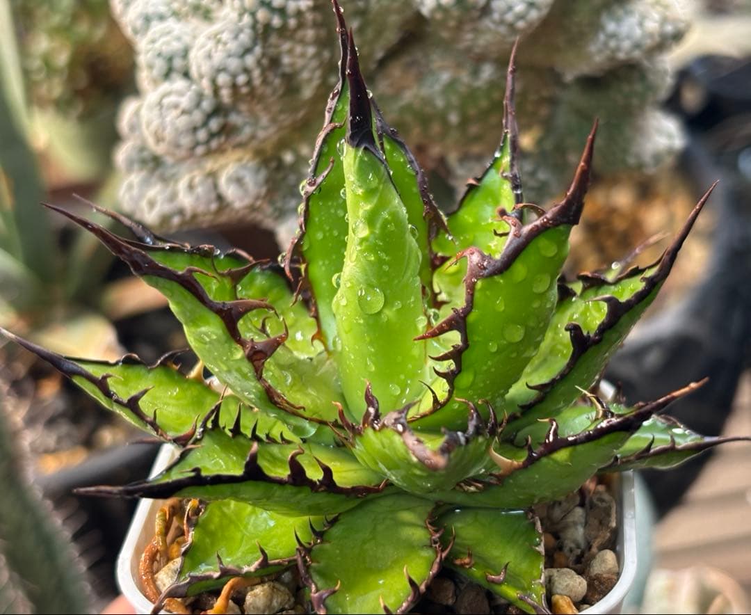 実生 強棘ホリダ 検索)オアハカ オテロイ チタノタ アガベ fo-076