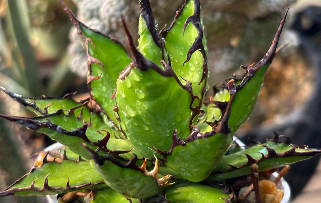 実生 強棘ホリダ 検索)オアハカ オテロイ チタノタ アガベ fo-076