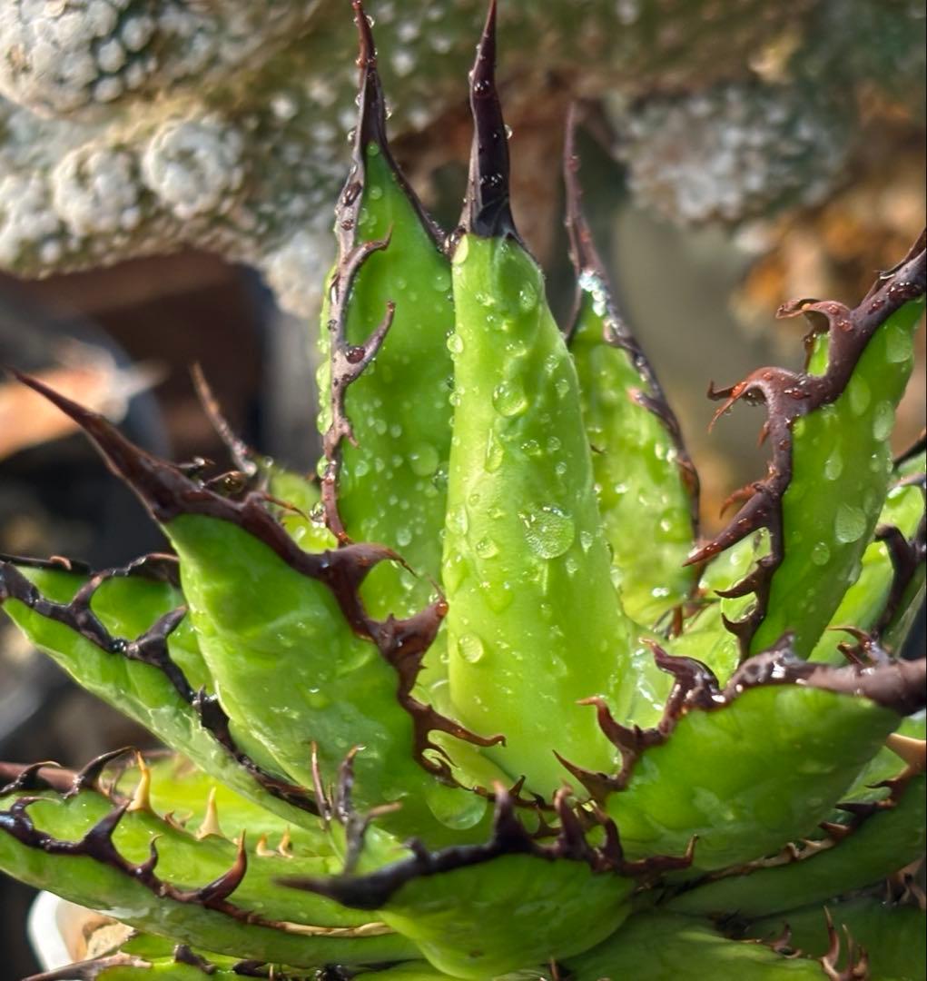 実生 強棘ホリダ 検索)オアハカ オテロイ チタノタ アガベ fo-076