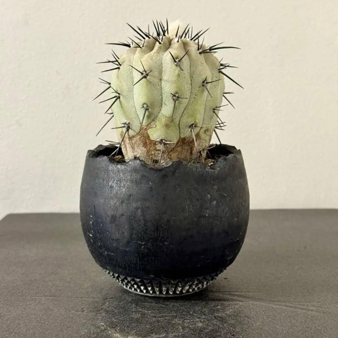 黒王丸 コピアポア シネレア 現地球　鉢こみ